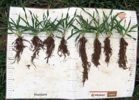 Vergleich Wurzeln bei Getreide nach Einsatz Beizmittel