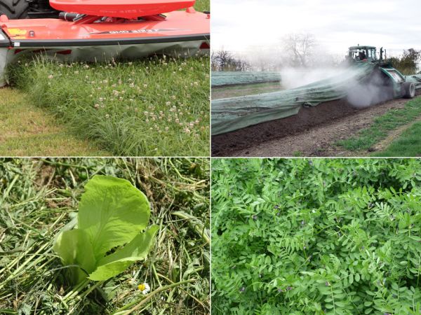 Collage aus vier Bildern, Kleegrasmahd, Kompostmiete, Mulch, Zwischenfruechte
