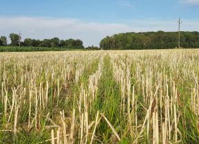 Untersaat von Gras in Getreidestoppel