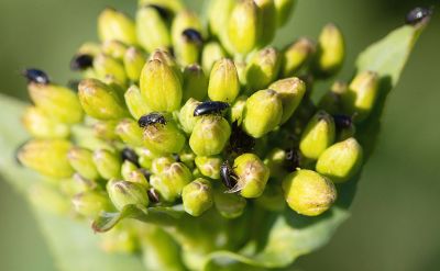 Rapsblüte vor dem öffnen