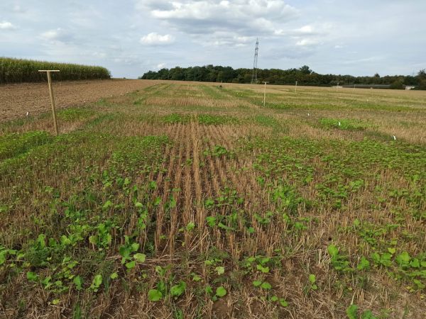 Auflaufende Zwischenfruechte in Getreidestoppel