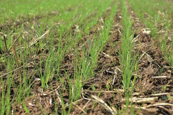 Einjähriges Weidelgras