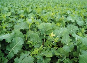 Rapsbestand mit Zwischenfrüchten