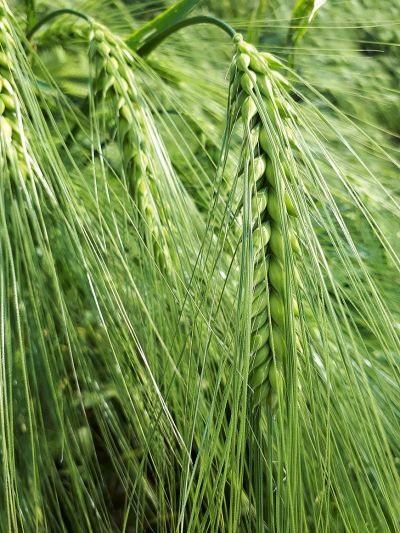 Wintergerste der Saaten Union