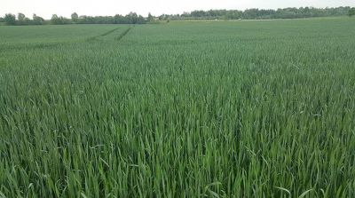 Bestand mit Wintertriticale