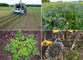 Collage aus Hundskerbel, Zwischenfrucht, Düngung