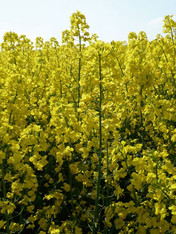 Blühendes Rapsfeld