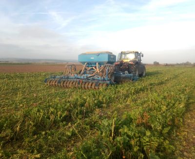 Direktsaat in stehende Zwischenfrucht