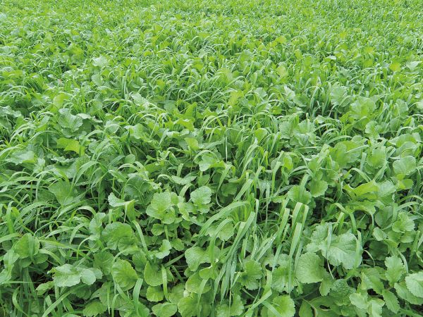 Zwischenfruchtbestand