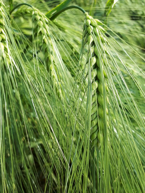 Wintergerste der Saaten Union