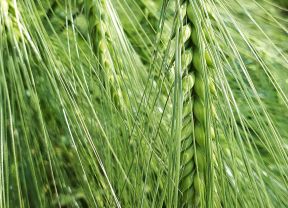 Wintergerste der Saaten Union