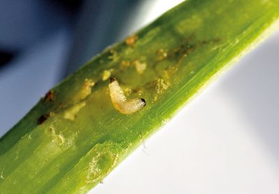 Larven des Rapserdflohs