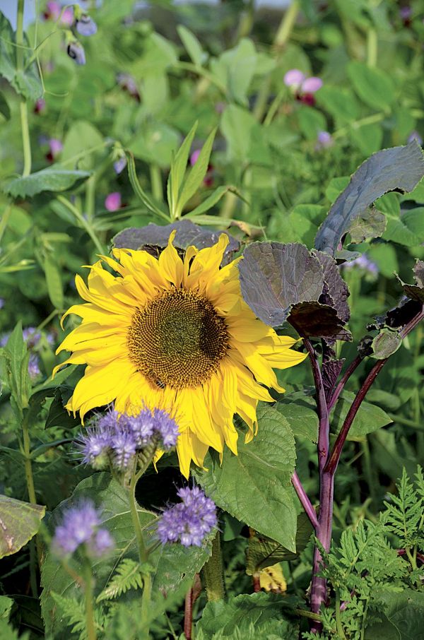 Blühende Sonnenblume in Acker mit Zwischenfrüchten