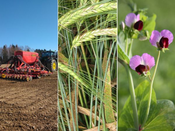 Collage Themen lop Mai 2020