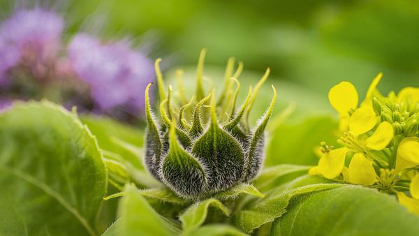 Geschlossene Blüte Sonnenblume