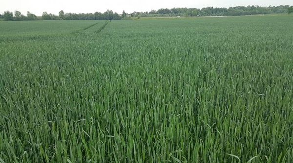 Bestand mit Wintertriticale