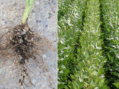 Knoellchenbakterien bei Leguminosen und Sojafeld