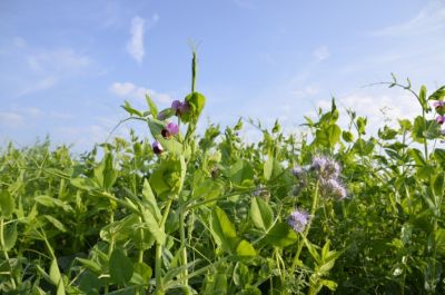 Zwischenfruchtmix TerraLife N-Fixx 50