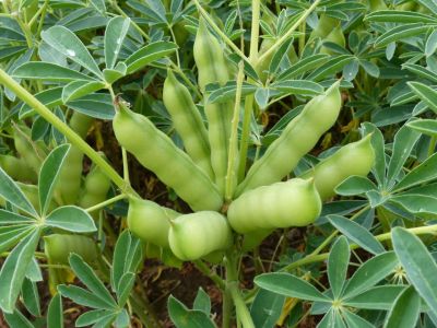 Hülsen der weißen Lupine