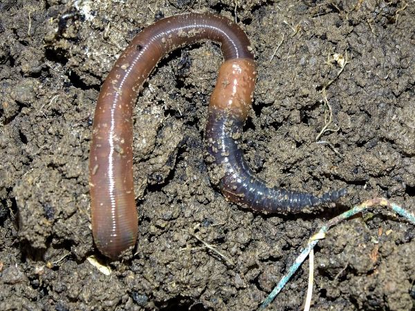 aktiver Regenwurm im Bodenraum
