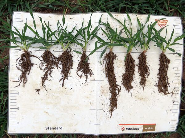 Vergleich Wurzeln bei Getreide nach Einsatz Beizmittel