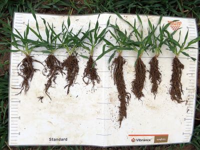 Vergleich Wurzeln bei Getreide nach Einsatz Beizmittel