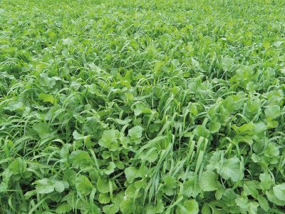 Zwischenfruchtbestand