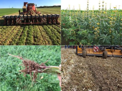 Collage aus vier Bilder, Sämaschine, Lupinen, Wickenwurzel, Maisstoppel