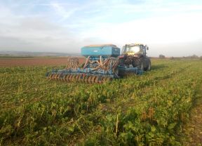 Direktsaat in stehende Zwischenfrucht