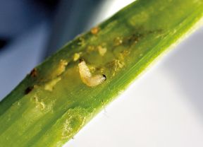 Larven des Rapserdflohs