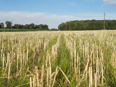 Untersaat von Gras in Getreidestoppel