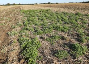 Distelnester auf Acker