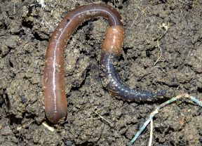 aktiver Regenwurm im Bodenraum