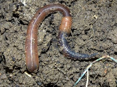 aktiver Regenwurm im Bodenraum