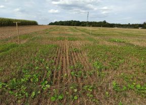 Auflaufende Zwischenfruechte in Getreidestoppel