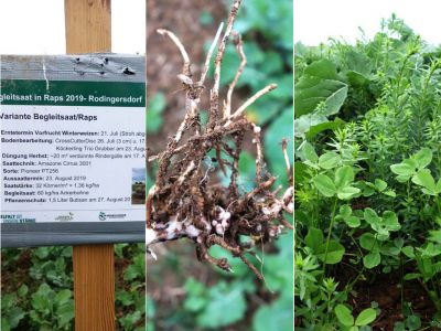 Anbauversuch Begleitsaat in Raps