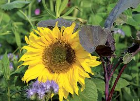 Blühende Sonnenblume in Acker mit Zwischenfrüchten