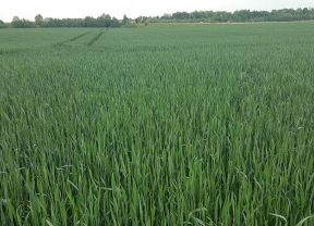 Bestand mit Wintertriticale