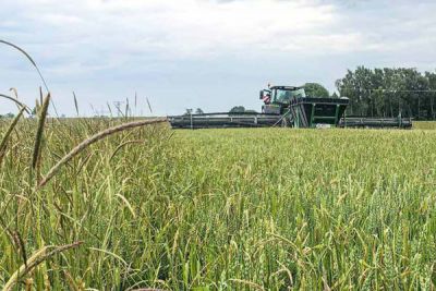 Titelbild Sonderheft Ackerfuchsschwanz