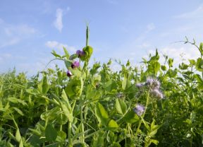 Zwischenfruchtmix TerraLife N-Fixx 50