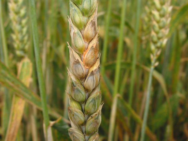 Weizenähre befallen mit Fusarium