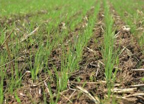 Einjähriges Weidelgras