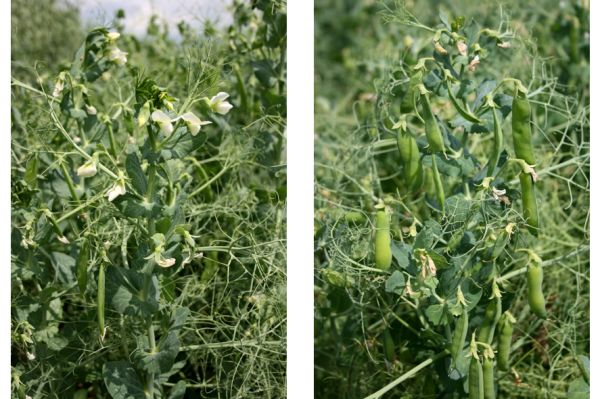 Sommererbse (links) gegen Wintererbse (rechts) (Foto: A. Deubel)