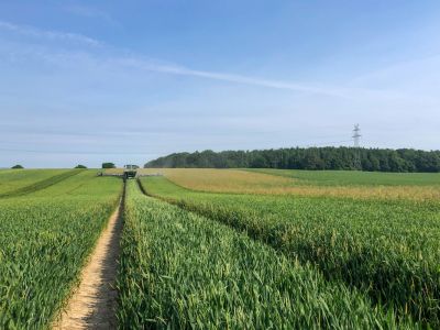 Acker befallen mit Ackerfuchsschwanz