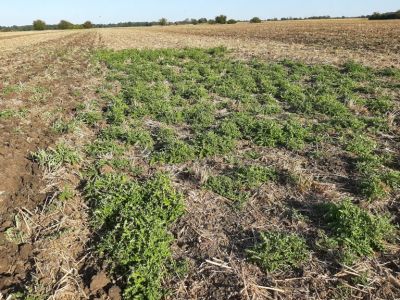 Distelnester auf Acker