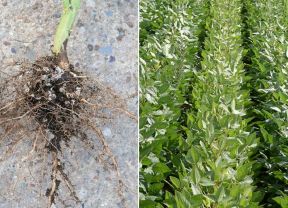 Knoellchenbakterien bei Leguminosen und Sojafeld