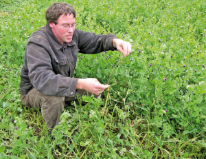 Thomas Sander zeigt Peluschken (Futtererbsen) als N-fixierende Zwischenfrucht.