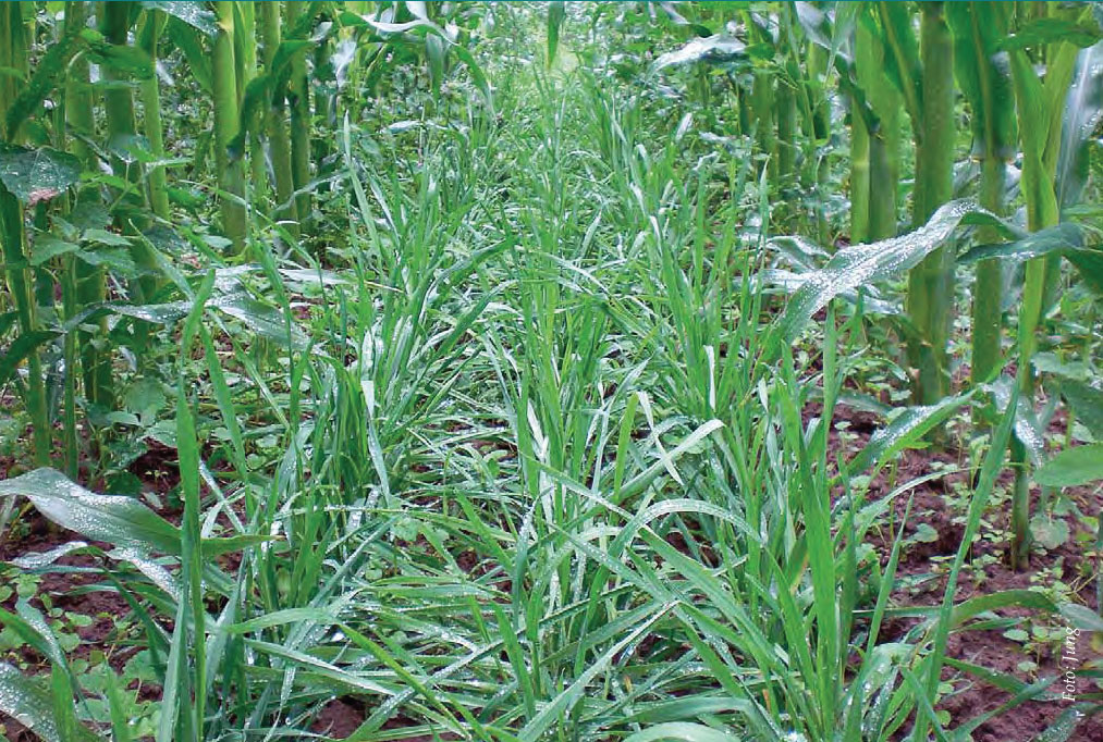 Wegwarte als Reinsaat-Variante am Standort Reinshof, 46 Tage nach dem Drillen der Untersaat (1.08.2011) (Foto: R. Jung).