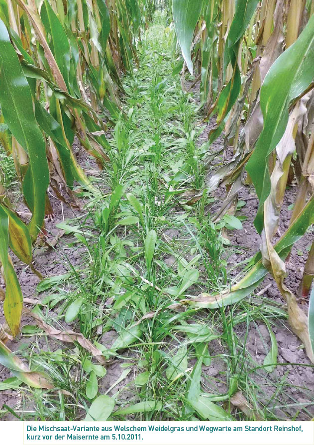 Untersaaten-mit-zusätzlichem-Nutzen_Bild2: Die Mischsaat-Variante aus Welschem Weidelgras und Wegwarte am Standort Reinshof, kurz vor der Maisernte am 5.10.2011.