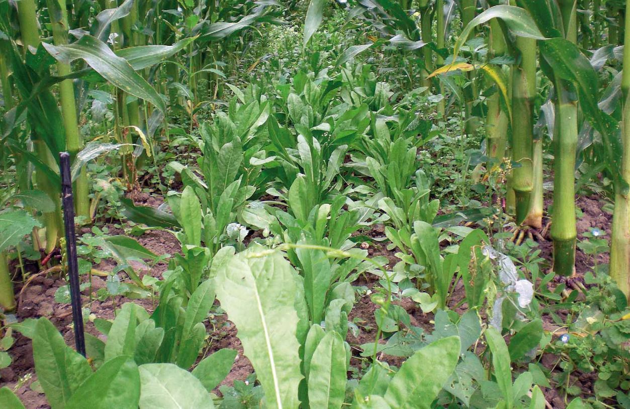 Wegwarte als Reinsaat-Variante am Standort Reinshof, 46 Tage nach dem Drillen der Untersaat